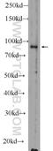 RAN Binding Protein 9 antibody, 51038-1-AP, Proteintech Group, Western Blot image 