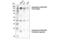 Semaphorin 4D antibody, 82951S, Cell Signaling Technology, Western Blot image 