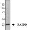 CASP2 And RIPK1 Domain Containing Adaptor With Death Domain antibody, ALX-210-915-C050, Enzo Life Sciences, Western Blot image 
