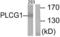 Phospholipase C Gamma 1 antibody, LS-B6987, Lifespan Biosciences, Western Blot image 