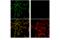 HNF1 Homeobox A antibody, 25401S, Cell Signaling Technology, Immunocytochemistry image 