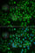 Glycosylphosphatidylinositol Specific Phospholipase D1 antibody, A6612, ABclonal Technology, Immunofluorescence image 