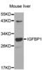 Insulin Like Growth Factor Binding Protein 1 antibody, abx002168, Abbexa, Western Blot image 