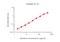 Interleukin 31 antibody, GTX02987-02, GeneTex, Enzyme Linked Immunosorbent Assay image 