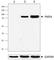 Peptidyl Arginine Deiminase 4 antibody, 684202, BioLegend, Western Blot image 