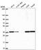 TEA Domain Transcription Factor 1 antibody, HPA057339, Atlas Antibodies, Western Blot image 