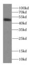 Tripartite Motif Containing 44 antibody, FNab08987, FineTest, Western Blot image 