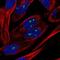 Nucleolar Protein 10 antibody, NBP2-55260, Novus Biologicals, Immunofluorescence image 