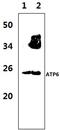 Mitochondrially Encoded ATP Synthase Membrane Subunit 6 antibody, PA5-75203, Invitrogen Antibodies, Western Blot image 