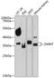 ZW10 Interacting Kinetochore Protein antibody, 13-856, ProSci, Western Blot image 