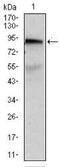 ATP Binding Cassette Subfamily B Member 5 antibody, NBP2-22213, Novus Biologicals, Western Blot image 