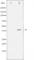 JunB Proto-Oncogene, AP-1 Transcription Factor Subunit antibody, abx011038, Abbexa, Western Blot image 