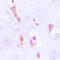 Arrestin Beta 1 antibody, LS-C351848, Lifespan Biosciences, Immunohistochemistry frozen image 