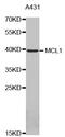 MCL1 Apoptosis Regulator, BCL2 Family Member antibody, abx123412, Abbexa, Western Blot image 