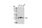 NFKB Inhibitor Alpha antibody, 7543S, Cell Signaling Technology, Western Blot image 