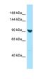 Exportin 7 antibody, orb326544, Biorbyt, Western Blot image 