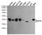 Sirtuin 6 antibody, MA5-24768, Invitrogen Antibodies, Western Blot image 