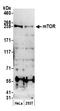 Mechanistic Target Of Rapamycin Kinase antibody, A301-144A, Bethyl Labs, Western Blot image 