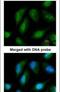 Nuclear Receptor Subfamily 0 Group B Member 1 antibody, PA5-21645, Invitrogen Antibodies, Immunofluorescence image 