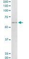 Tether containing UBX domain for GLUT4 antibody, H00079058-M01, Novus Biologicals, Western Blot image 