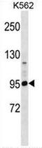 CNR1 antibody, AP53198PU-N, Origene, Western Blot image 