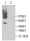 C-X3-C Motif Chemokine Receptor 1 antibody, PA1-29224, Invitrogen Antibodies, Western Blot image 