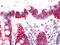 Prostaglandin D2 receptor antibody, NLS3279, Novus Biologicals, Immunohistochemistry frozen image 