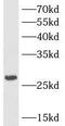 Hydrogen Voltage Gated Channel 1 antibody, FNab04085, FineTest, Western Blot image 