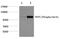 Progastricsin antibody, PA5-40191, Invitrogen Antibodies, Western Blot image 