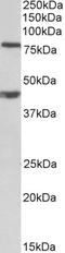 Dishevelled Segment Polarity Protein 1 antibody, LS-C186485, Lifespan Biosciences, Western Blot image 