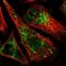 Inositol Monophosphatase 1 antibody, NBP1-83107, Novus Biologicals, Immunofluorescence image 