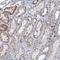 Transmembrane Protein 221 antibody, NBP1-90972, Novus Biologicals, Immunohistochemistry paraffin image 