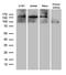 SPT16 Homolog, Facilitates Chromatin Remodeling Subunit antibody, MA5-27214, Invitrogen Antibodies, Western Blot image 