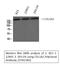 Collagen Type I Alpha 2 Chain antibody, STJ92383, St John