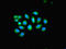 Keratin 4 antibody, LS-C319042, Lifespan Biosciences, Immunofluorescence image 