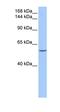 Dynein Light Chain LC8-Type 1 antibody, orb330664, Biorbyt, Western Blot image 