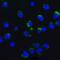 Autophagy And Beclin 1 Regulator 1 antibody, 4555, ProSci, Immunofluorescence image 