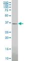 Gastrulation and brain-specific homeobox protein 2 antibody, H00002637-M09, Novus Biologicals, Western Blot image 