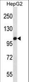 Toll Like Receptor 7 antibody, LS-C161922, Lifespan Biosciences, Western Blot image 