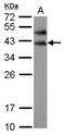 Protein boule-like antibody, NBP2-15604, Novus Biologicals, Western Blot image 