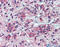 Cholesterol side-chain cleavage enzyme, mitochondrial antibody, ARP51905_P050, Aviva Systems Biology, Immunohistochemistry frozen image 