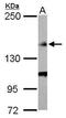 FLII Actin Remodeling Protein antibody, GTX114410, GeneTex, Western Blot image 