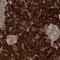 CAMP Responsive Element Binding Protein 3 Like 1 antibody, NBP1-82503, Novus Biologicals, Immunohistochemistry frozen image 
