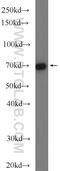 Cullin 3 antibody, 11107-1-AP, Proteintech Group, Western Blot image 