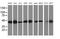 Spermine Synthase antibody, MA5-25592, Invitrogen Antibodies, Western Blot image 