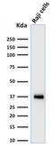 POU Class 2 Homeobox Associating Factor 1 antibody, GTX17982, GeneTex, Western Blot image 