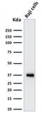 POU domain class 2-associating factor 1 antibody, GTX17982, GeneTex, Western Blot image 