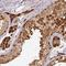 RAN Binding Protein 9 antibody, NBP2-47315, Novus Biologicals, Immunohistochemistry paraffin image 