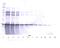 Insulin Like Growth Factor Binding Protein 3 antibody, 38-250, ProSci, Western Blot image 