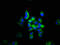 Talin 1 antibody, LS-C370612, Lifespan Biosciences, Immunofluorescence image 